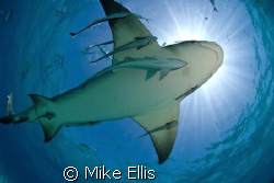 7 foot lemon shark at the surface, caught in the sun burs... by Mike Ellis 